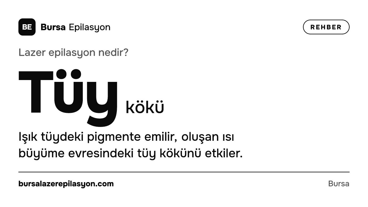 Lazer epilasyon nedir? Tüy kökü. Işık tüydeki pigmente emilir, oluşan ısı büyüme evresindeki tüy kökünü etkiler.